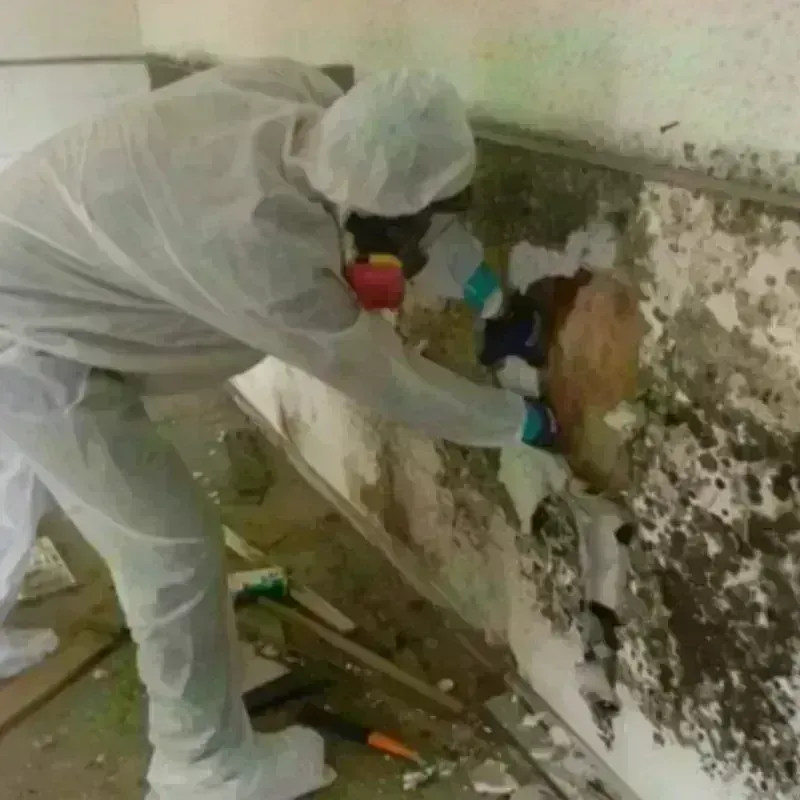 Mold Remediation and Removal in Florence, WI